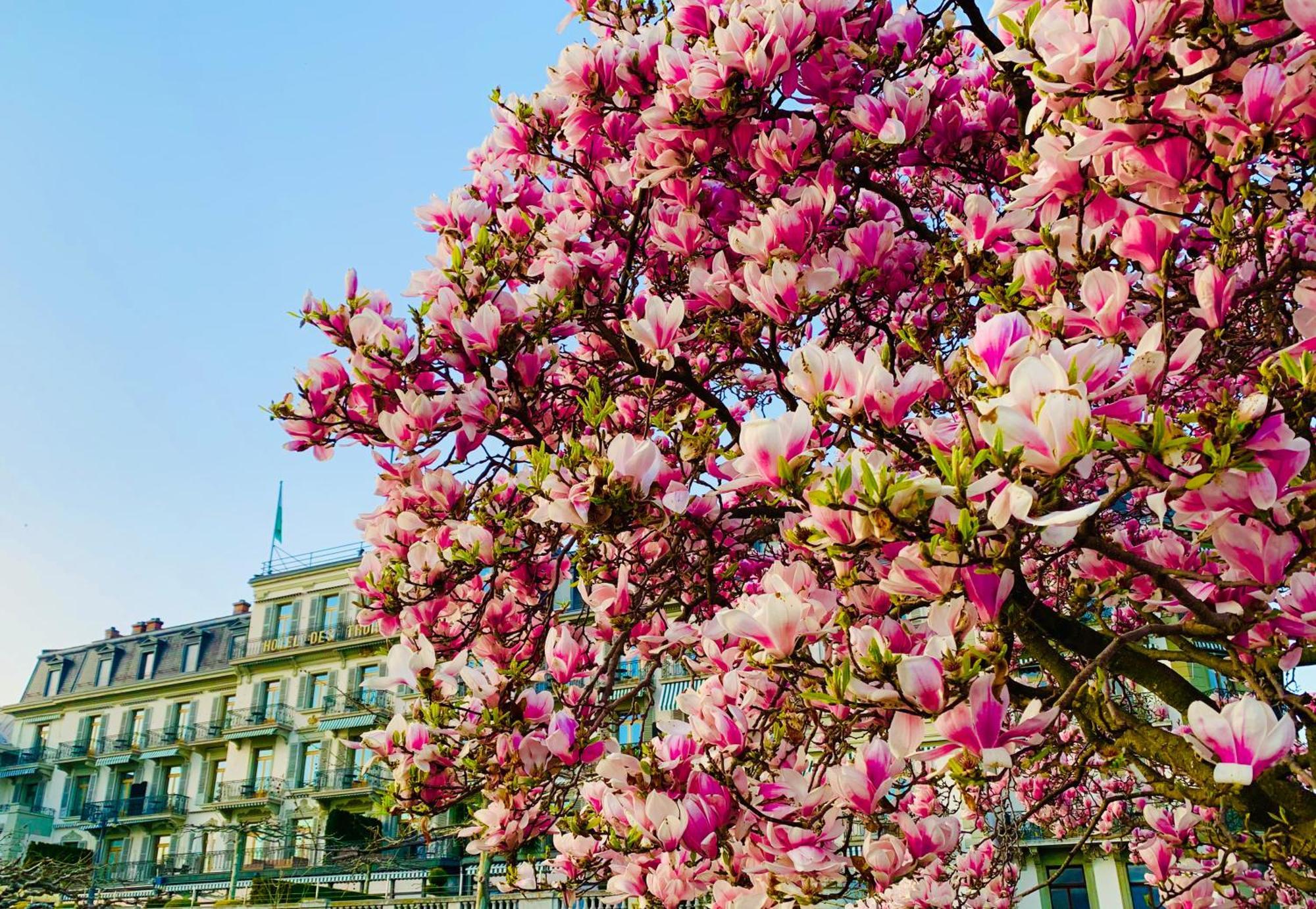 Des Trois Couronnes & - The Leading Of The World Hotel Vevey